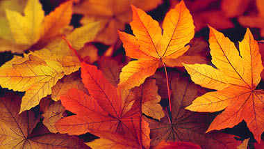 Picture of leaves